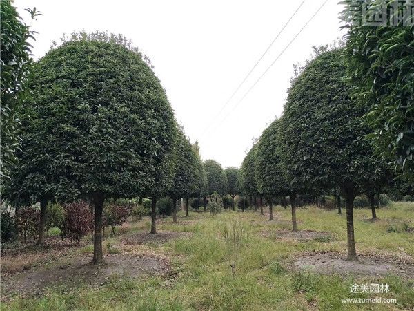 桂花樹(shù)