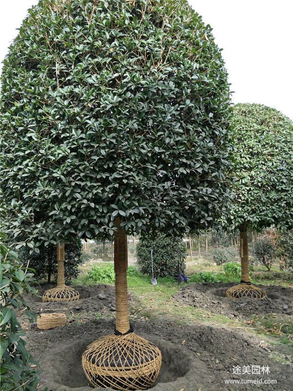 桂花樹(shù)