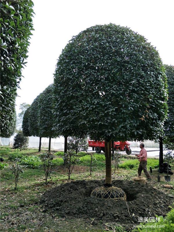 桂花樹(shù)