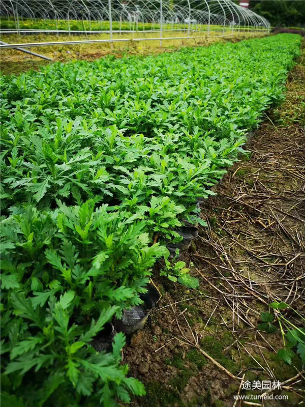 20~30公分的木春菊批發(fā)基地？