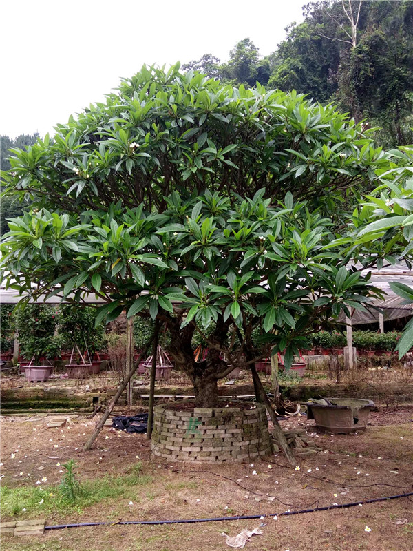 雞蛋花苗木基地實(shí)拍圖