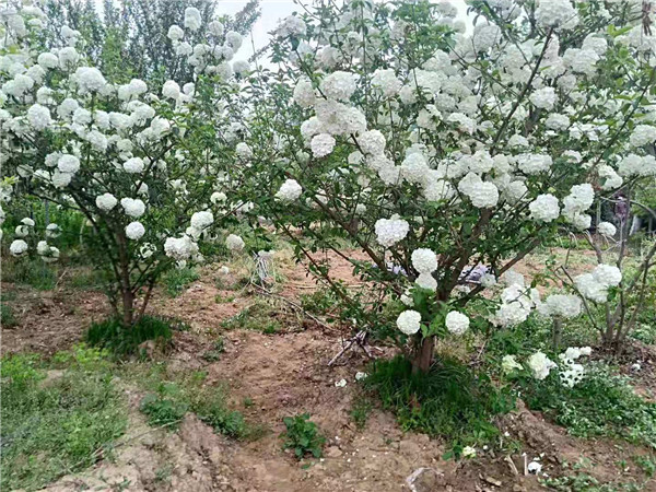 木繡球基地實(shí)拍圖片