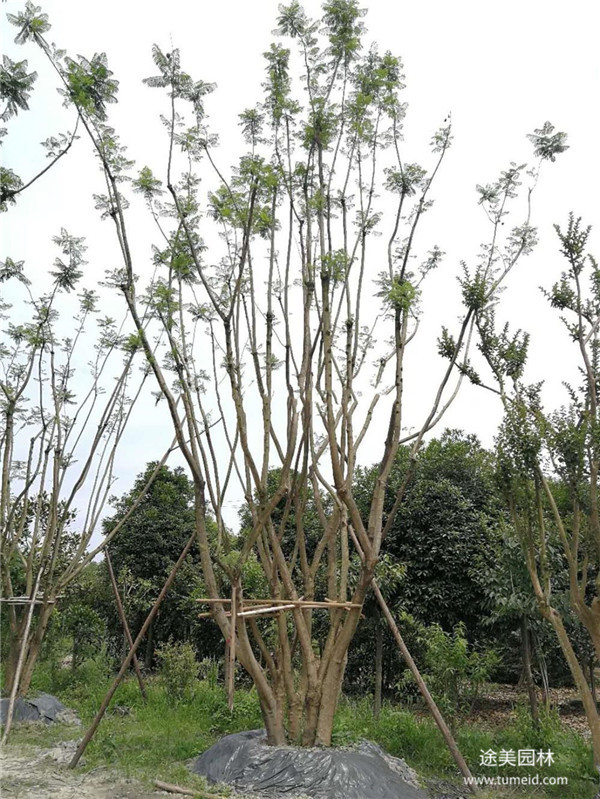 貴州叢生藍(lán)花楹基地圖片