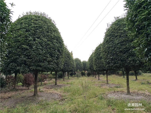 大型桂花樹(shù)基地實(shí)拍圖