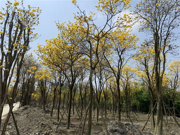 黃花風(fēng)鈴木基地實(shí)拍圖片