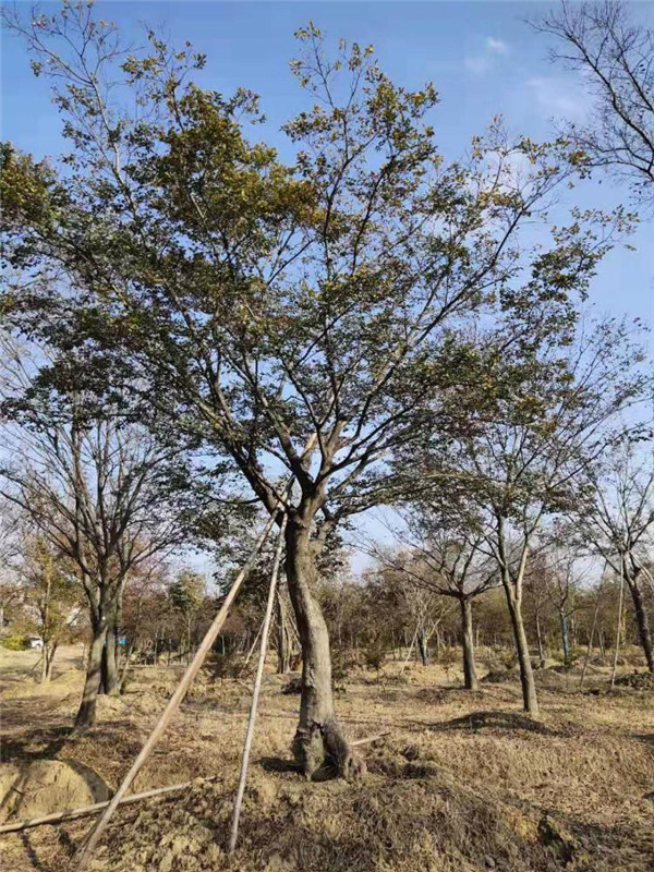 櫸樹基地實拍圖