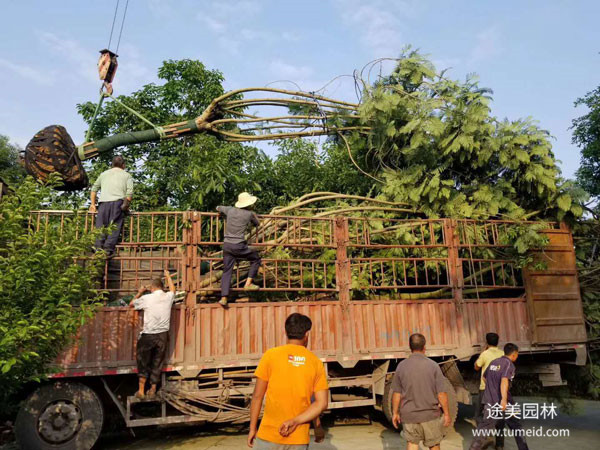 藍花楹裝車發(fā)貨圖片