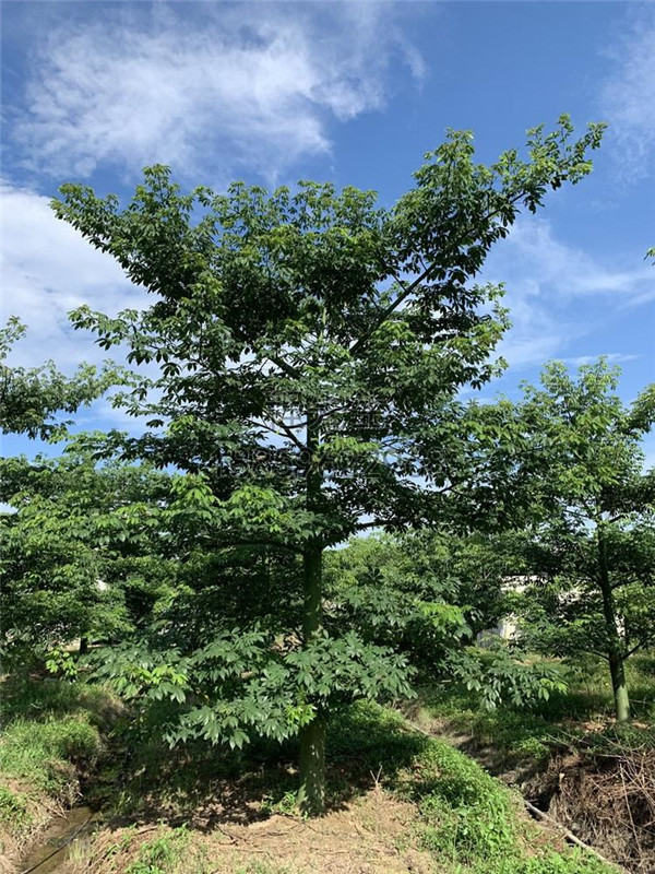 美麗異木棉基地實拍圖片