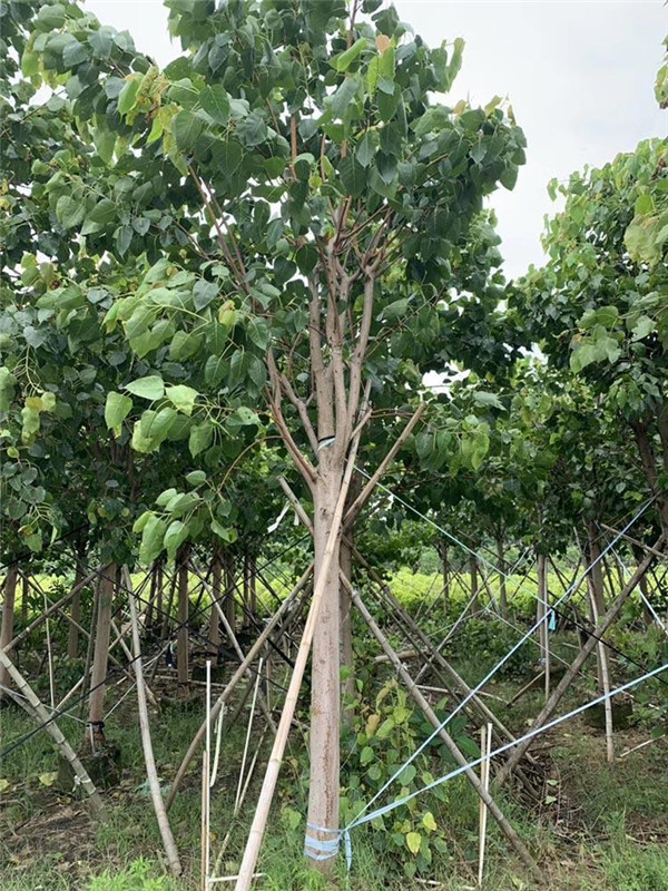 菩提樹基地實拍圖