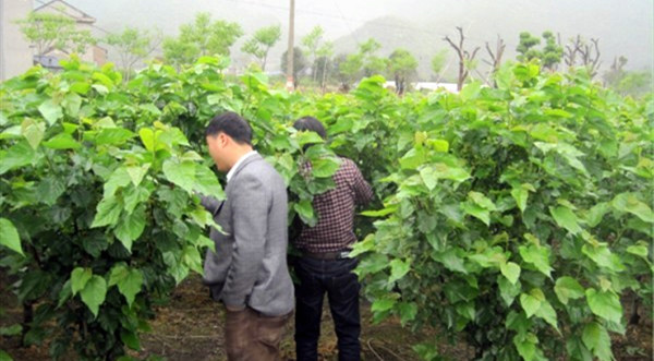 桑樹基地實(shí)拍圖