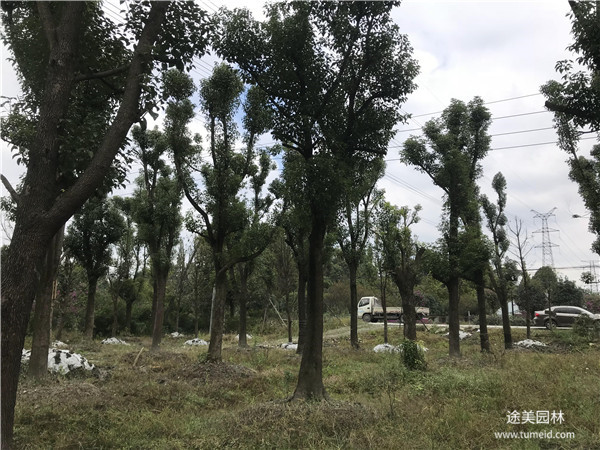 多頭香樟樹(shù)圖片