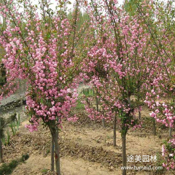 西府海棠基地實(shí)拍圖片