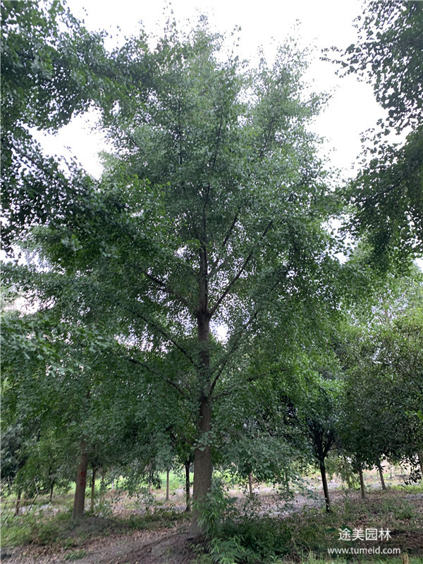 銀杏樹(shù)基地圖片