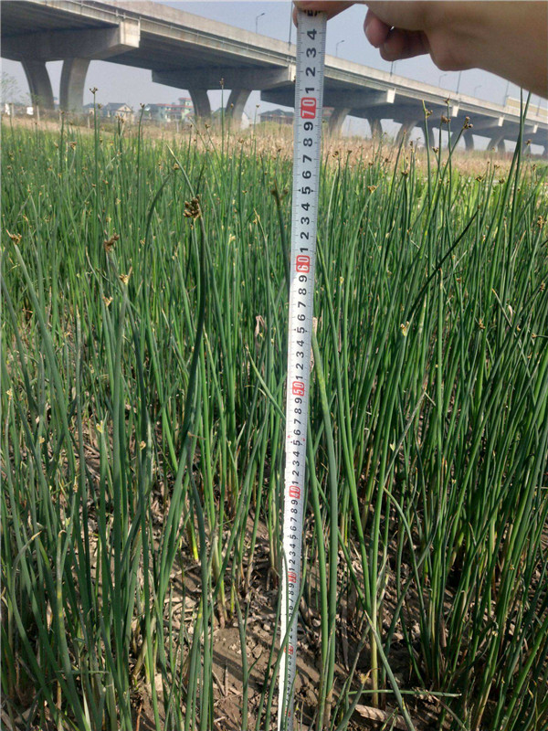 水蔥水生植物基地實(shí)拍圖