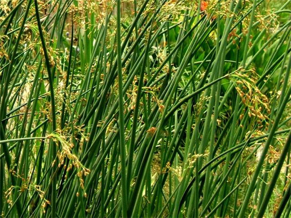 水蔥水生植物基地實(shí)拍圖