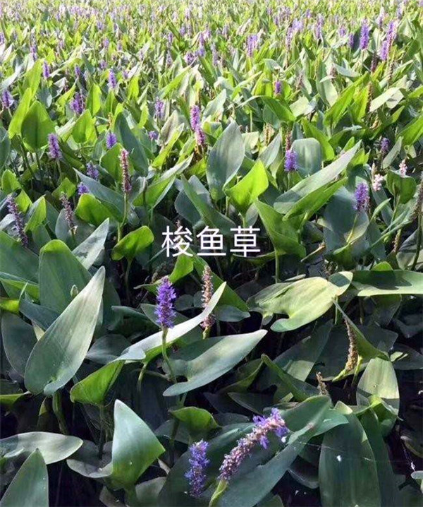 梭魚草水生植物實拍